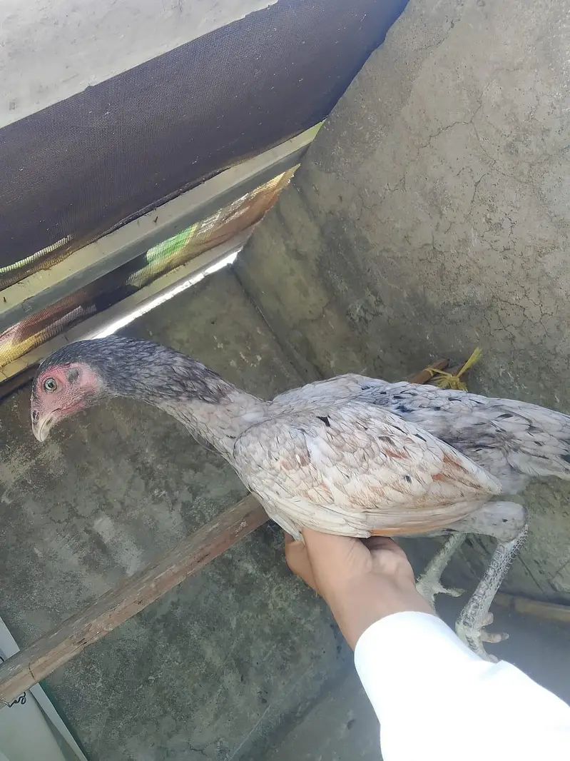 Aseel Female s — photo 10