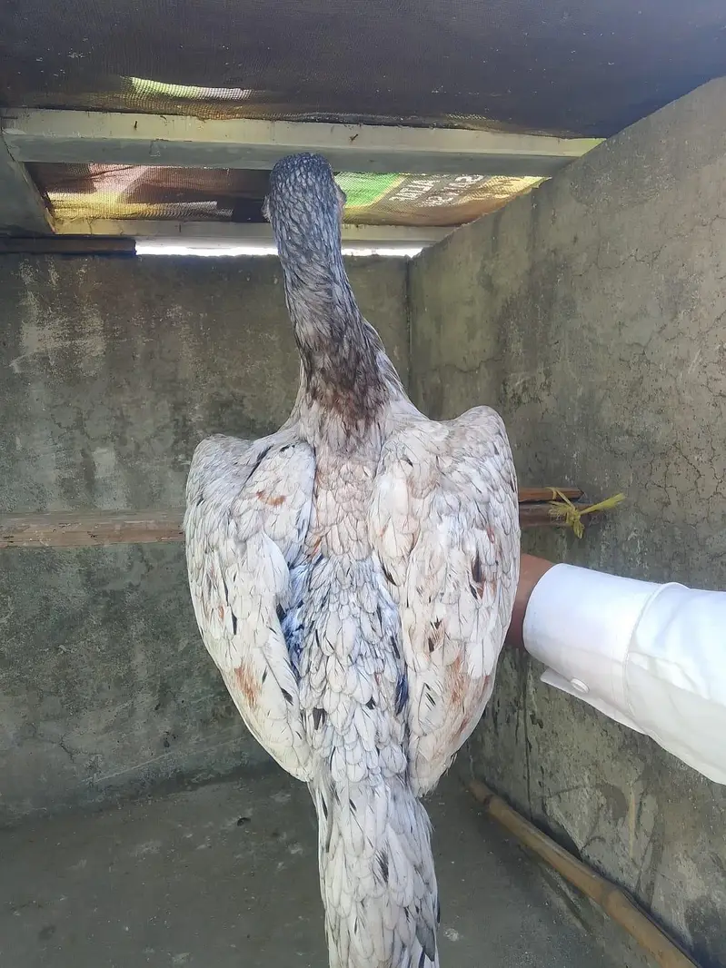 Aseel Female s — photo 11