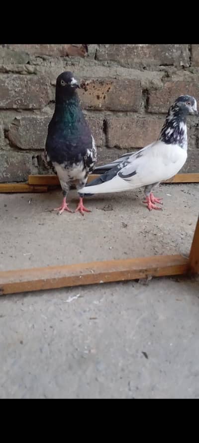 Breeder pair