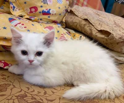 white female kitten