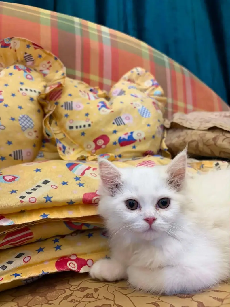 white female kitten — photo 2