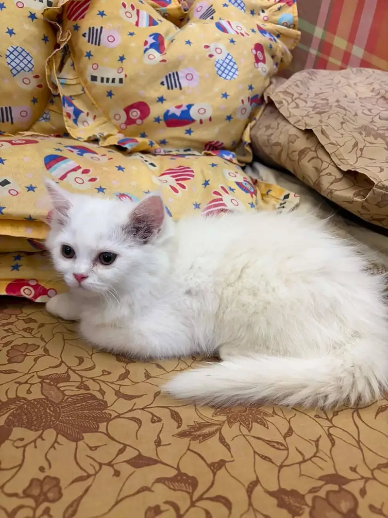 white female kitten — photo 3