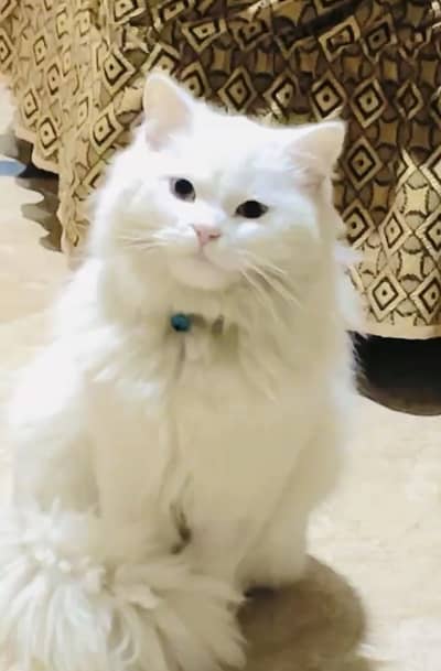 Blue eyes triple coat Male