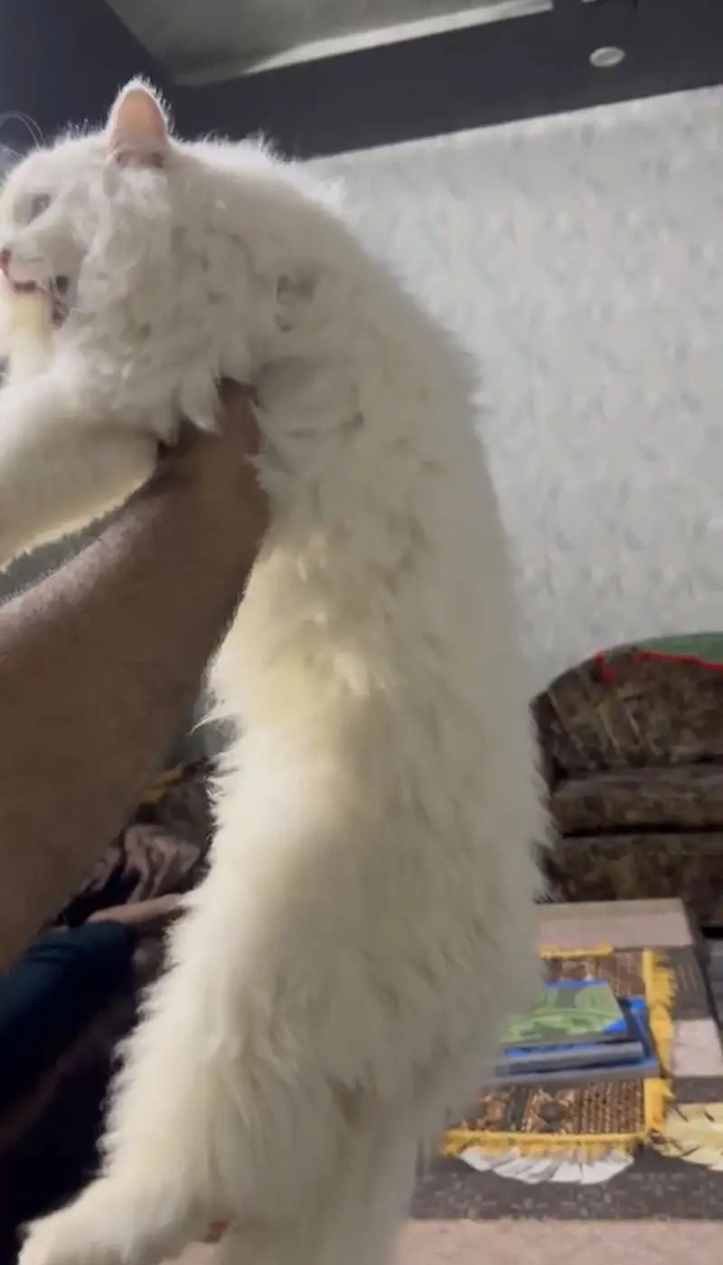 Blue eyes triple coat Male — photo 6