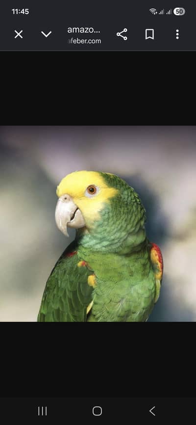 Local Breed- Double Yellow-Headed