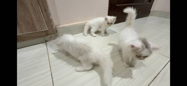 2 fully active kittens for sale
