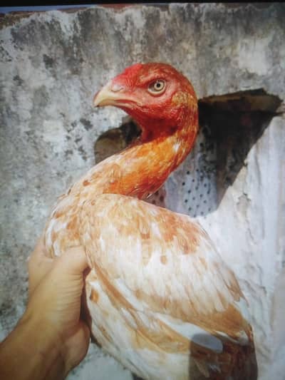 Two female Muski or white sindhi