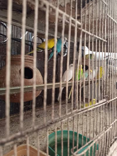 budgies for sale