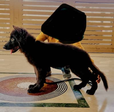 Pedigree GSD Trained puppy