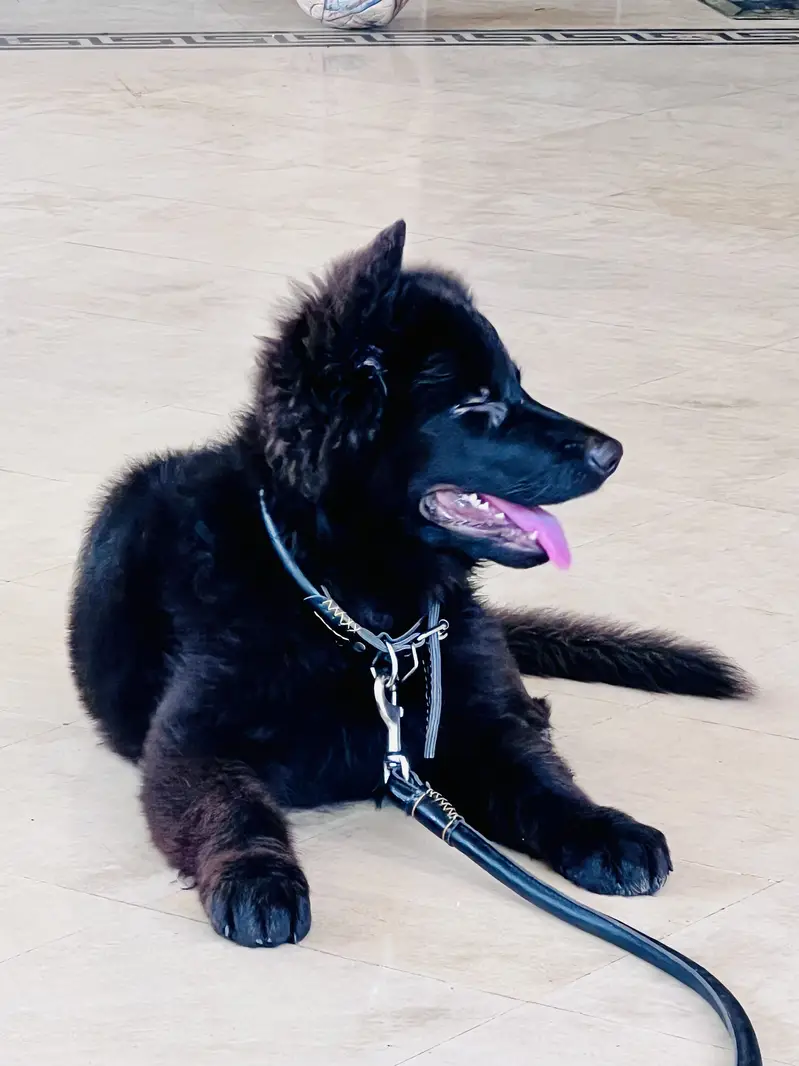 Pedigree GSD Trained puppy — photo 2