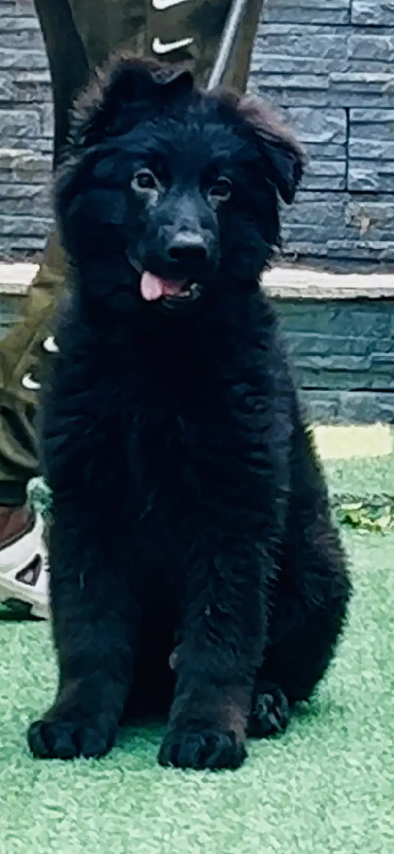 Pedigree GSD Trained puppy — photo 3