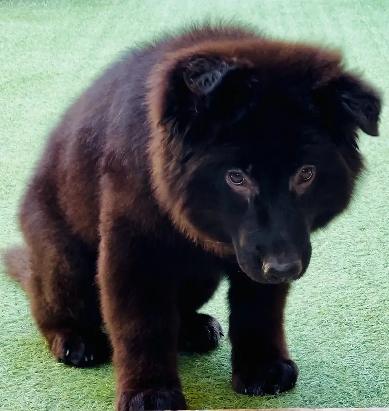 Pedigree GSD Trained puppy — photo 4