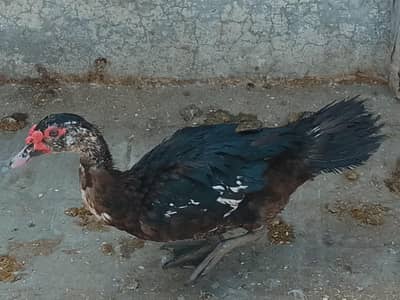 Breeder Muscovy drake for sale