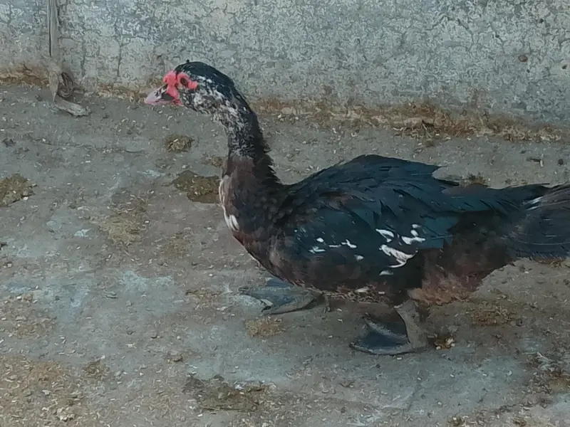 Breeder Muscovy drake for sale — photo 2