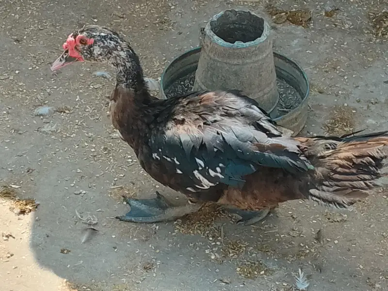 Breeder Muscovy drake for sale — photo 3