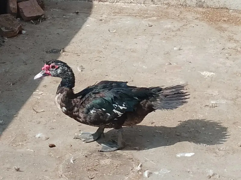 Breeder Muscovy drake for sale — photo 4