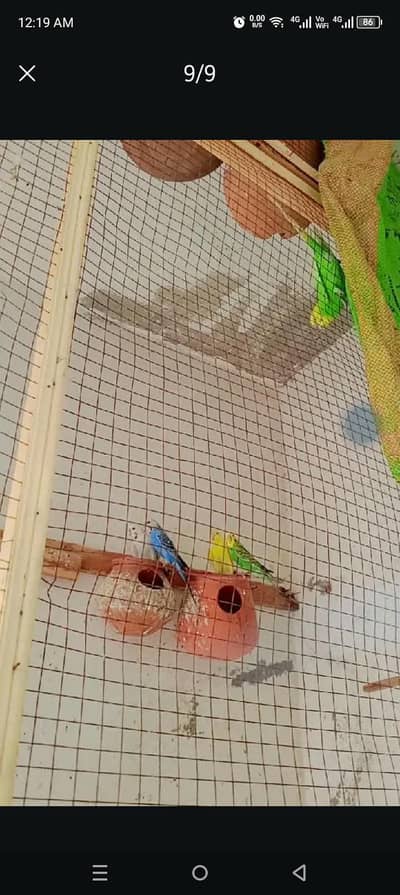 Australian budgies