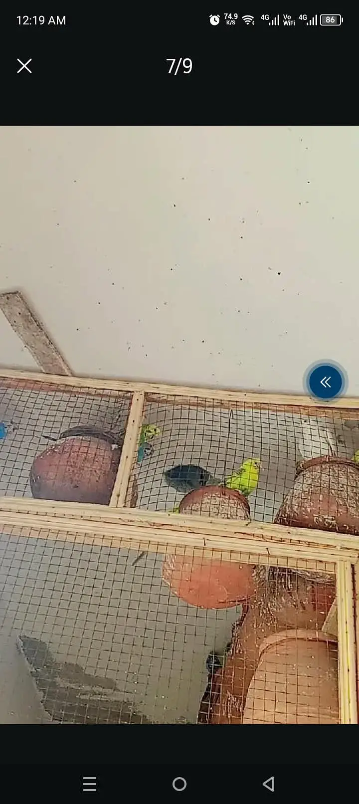 Australian budgies — photo 2