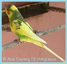 Australian budgies — photo 4