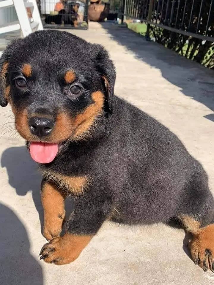 Rottweiler | Rottweiler Puppy | Rottweiler Dog Puppies for sale - Dogs ...