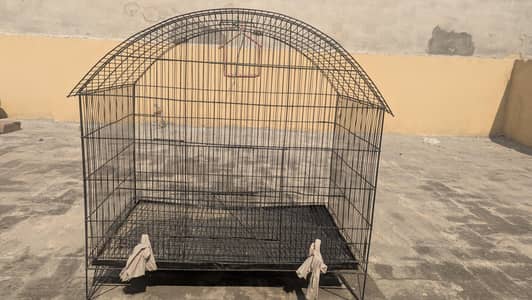 Big parrot and animal cage