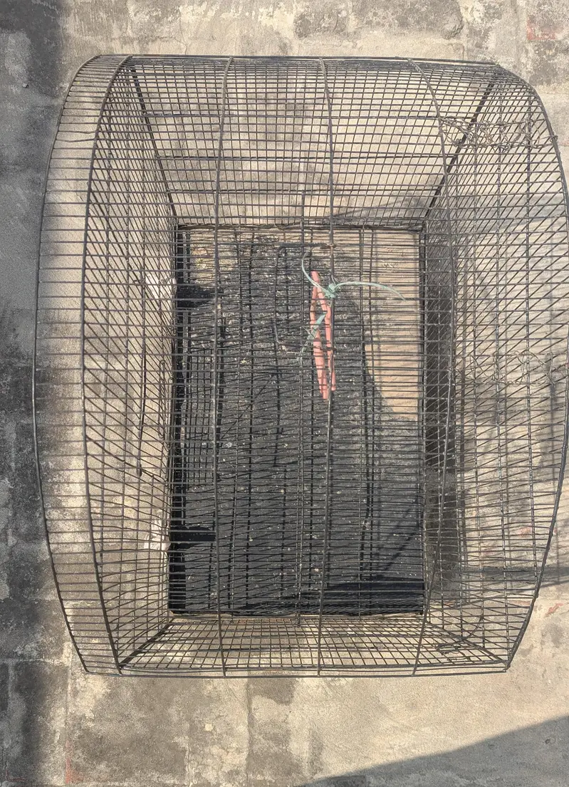 Big parrot and animal cage — photo 3