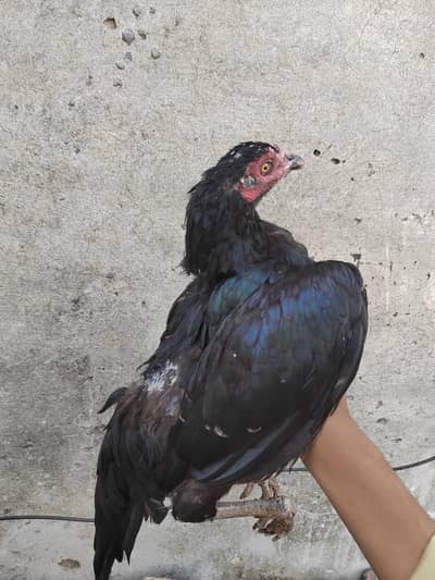 Aseel Mushki female for sale