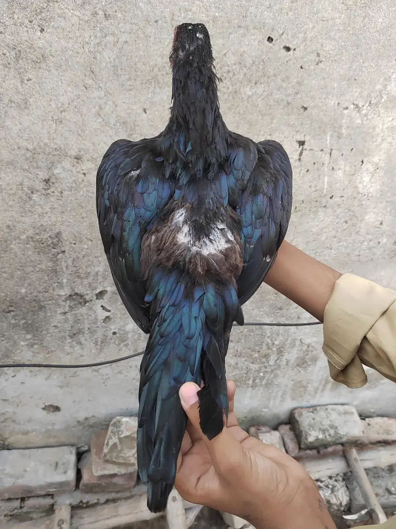 Aseel Mushki female for sale — photo 2