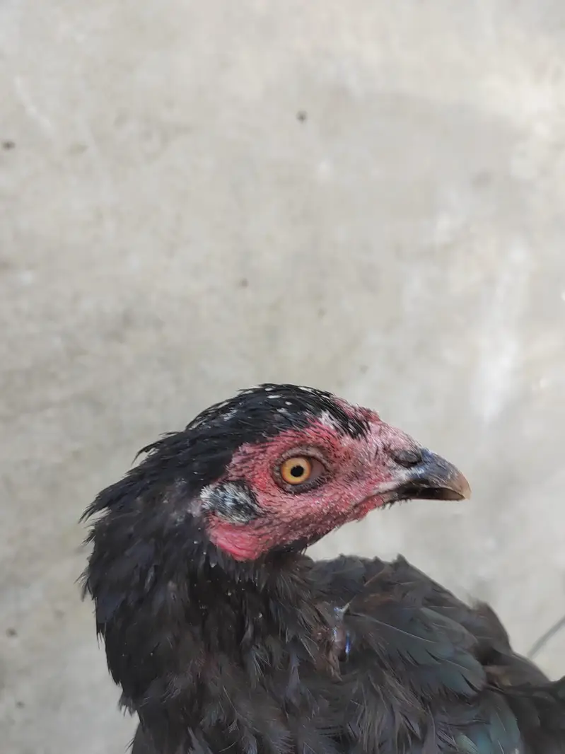 Aseel Mushki female for sale — photo 3