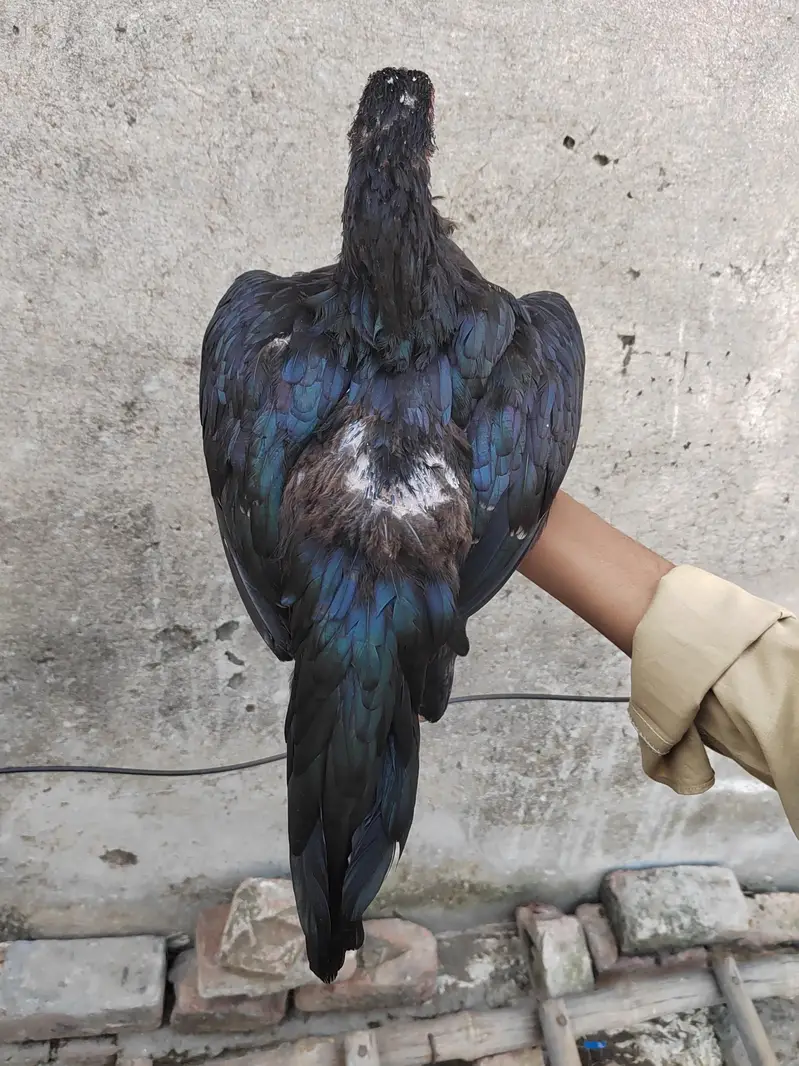 Aseel Mushki female for sale — photo 5
