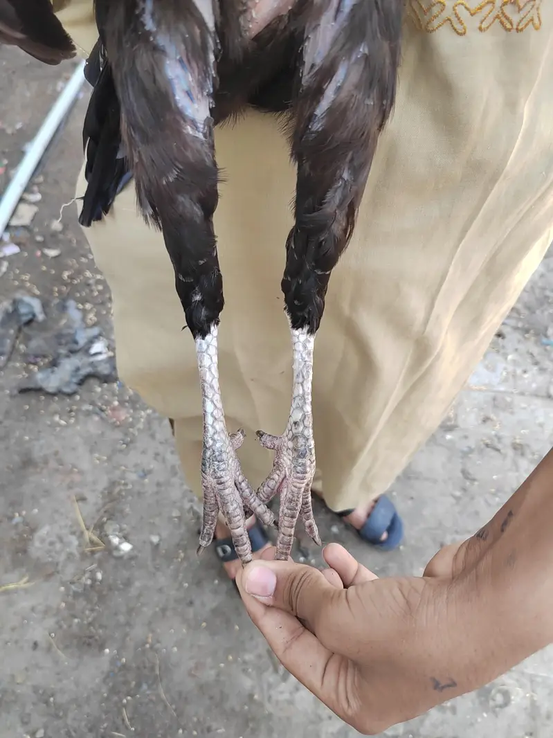 Aseel Mushki female for sale — photo 6
