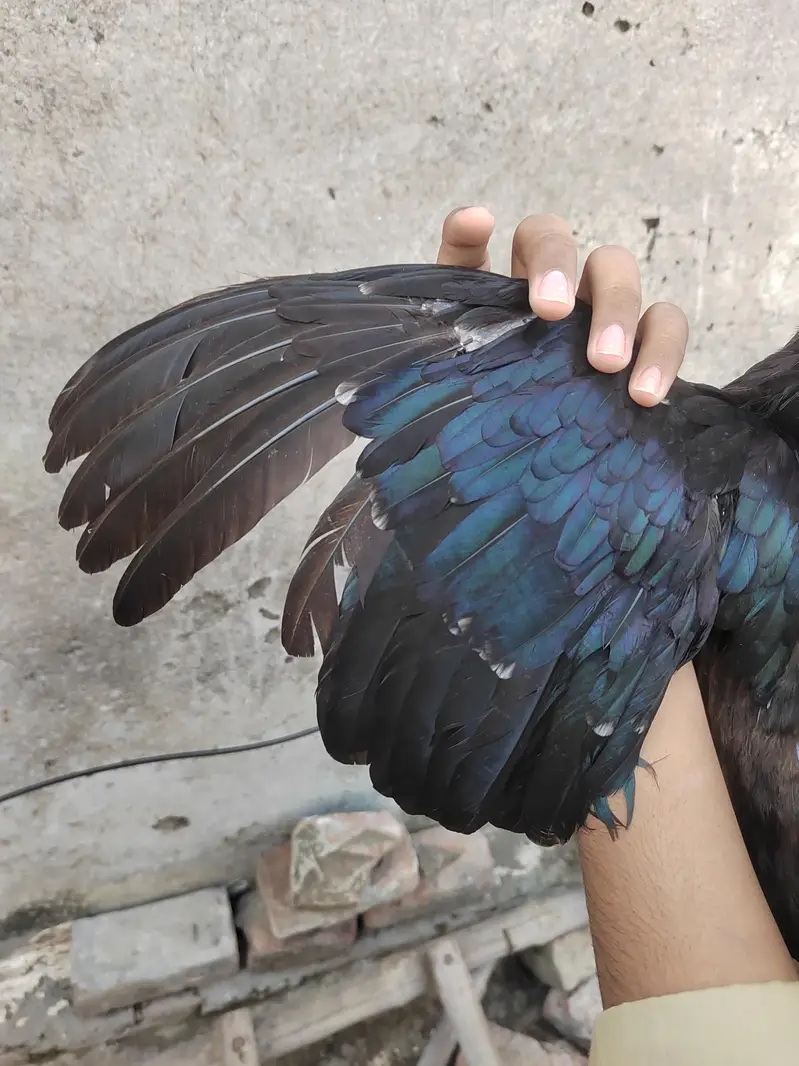 Aseel Mushki female for sale — photo 7