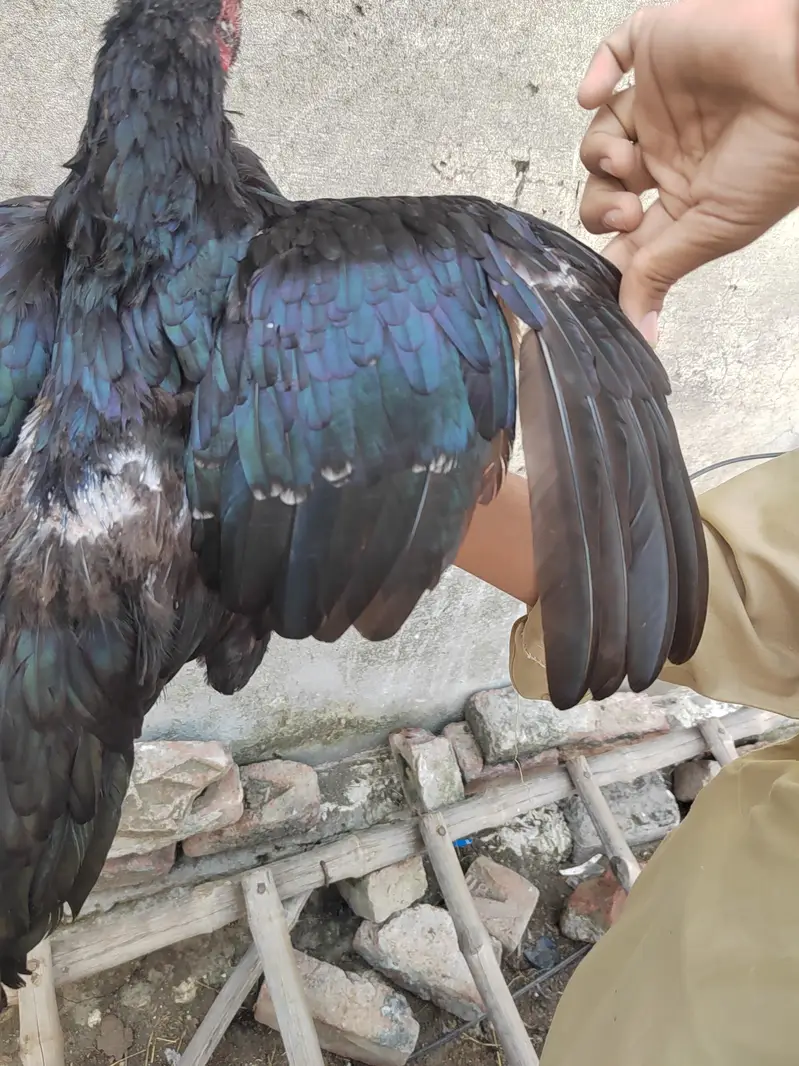 Aseel Mushki female for sale — photo 8