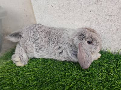 Hollandloop bunnies pair for sale