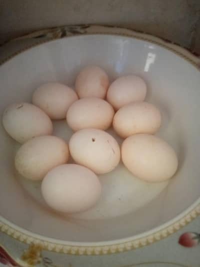 aseel fresh eggs total 10 egg