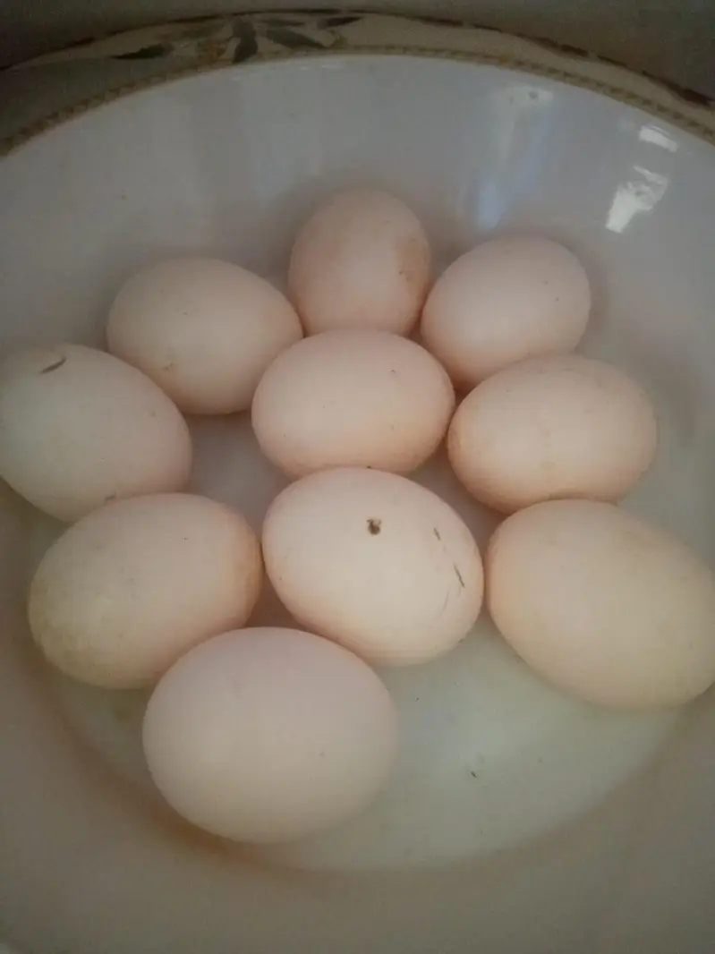 aseel fresh eggs total 10 egg — photo 2