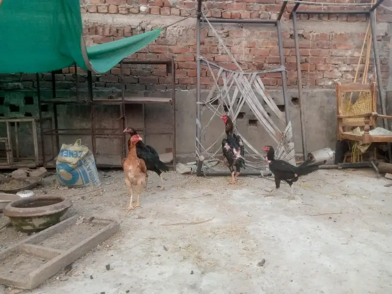 aseel fresh eggs total 10 egg — photo 3
