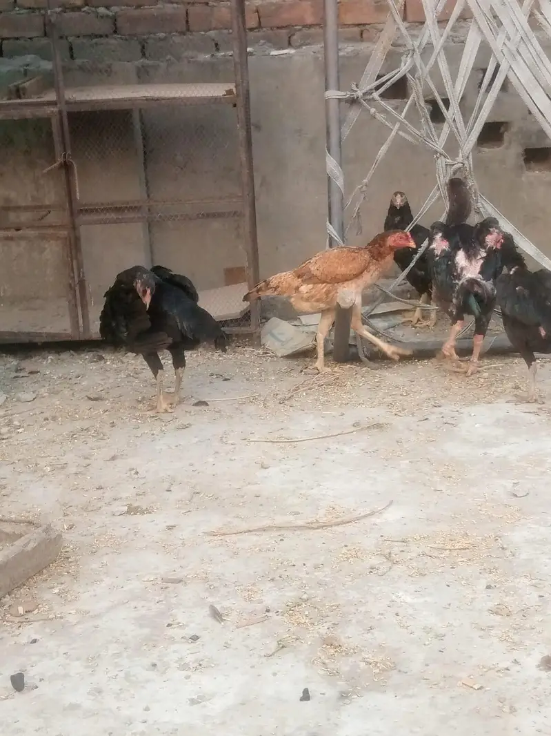 aseel fresh eggs total 10 egg — photo 5