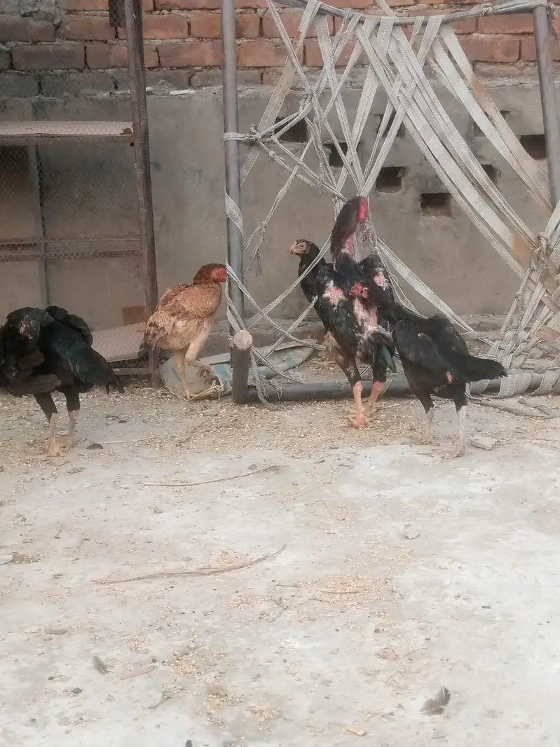 aseel fresh eggs total 10 egg — photo 6