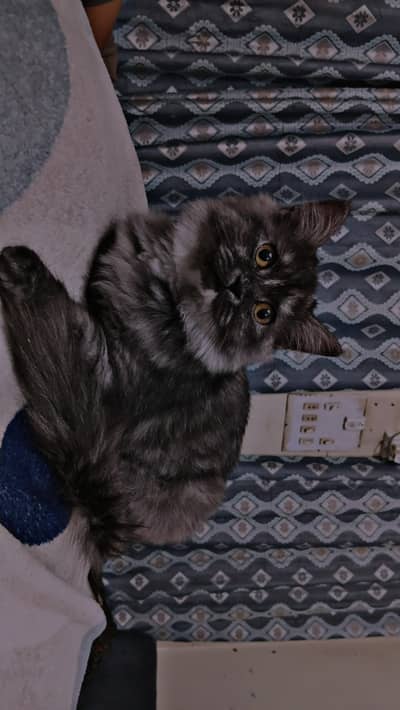 beautifull grey cat
