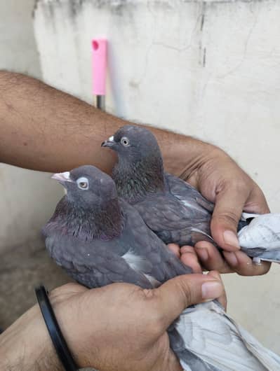 Indian pigeon
