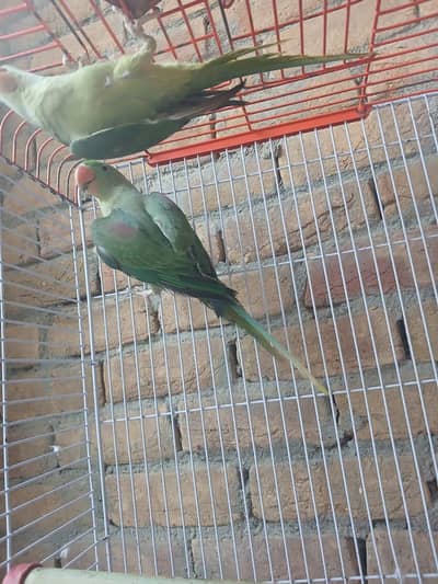 raw parrot for sale