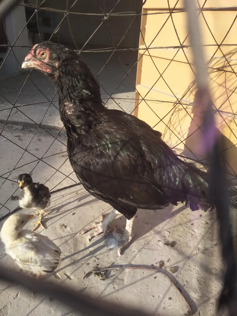 Aseel Hen3335812821 — photo 2