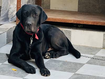 Top Quality British Labrador Male For Sale