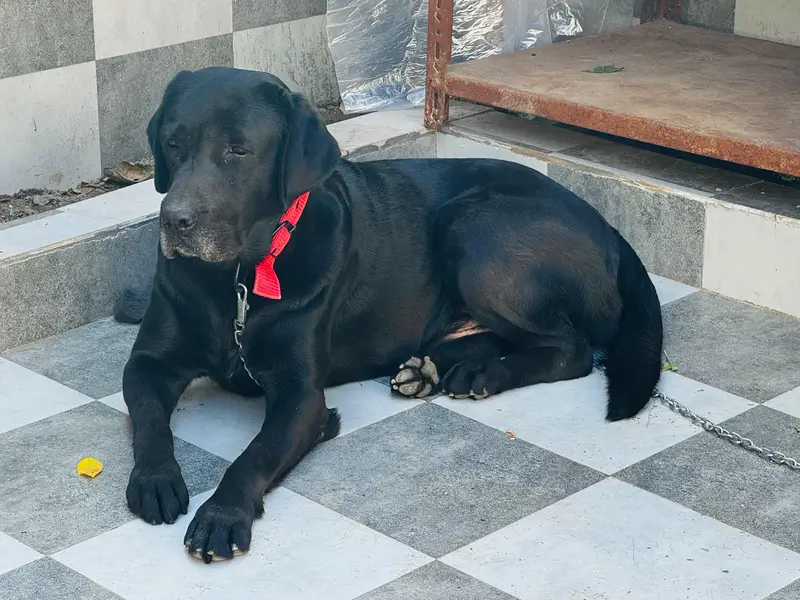 Top Quality British Labrador Male For Sale — photo 2