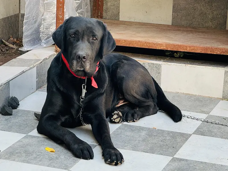 Top Quality British Labrador Male For Sale — photo 3