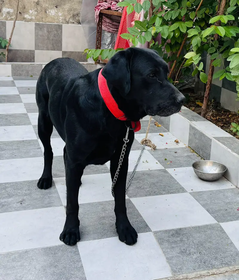 Top Quality British Labrador Male For Sale — photo 4