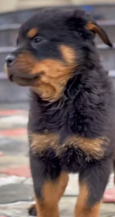 Rottweiler vaccinated health active long coat 0327,8971240 my WhatsApp
