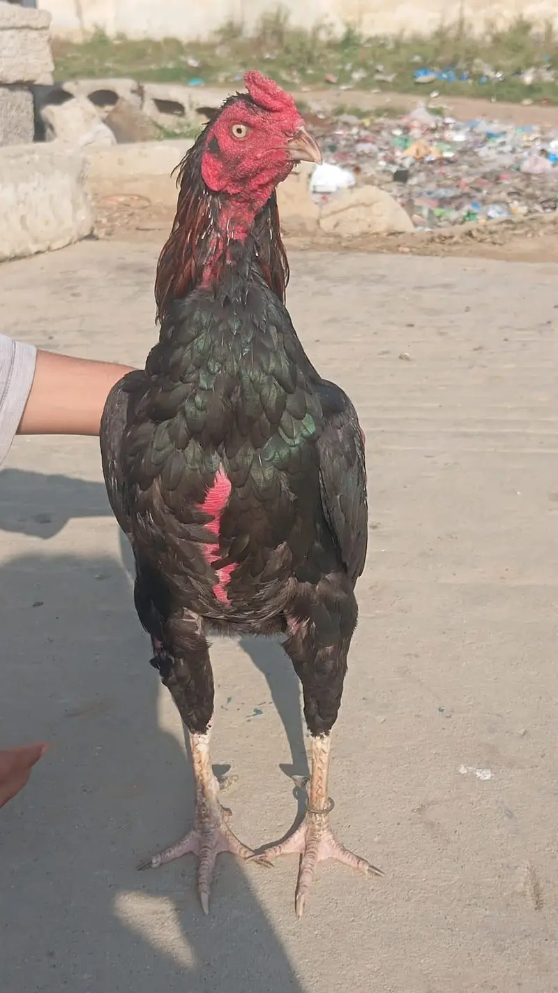 mianwali sindhi cross — photo 2