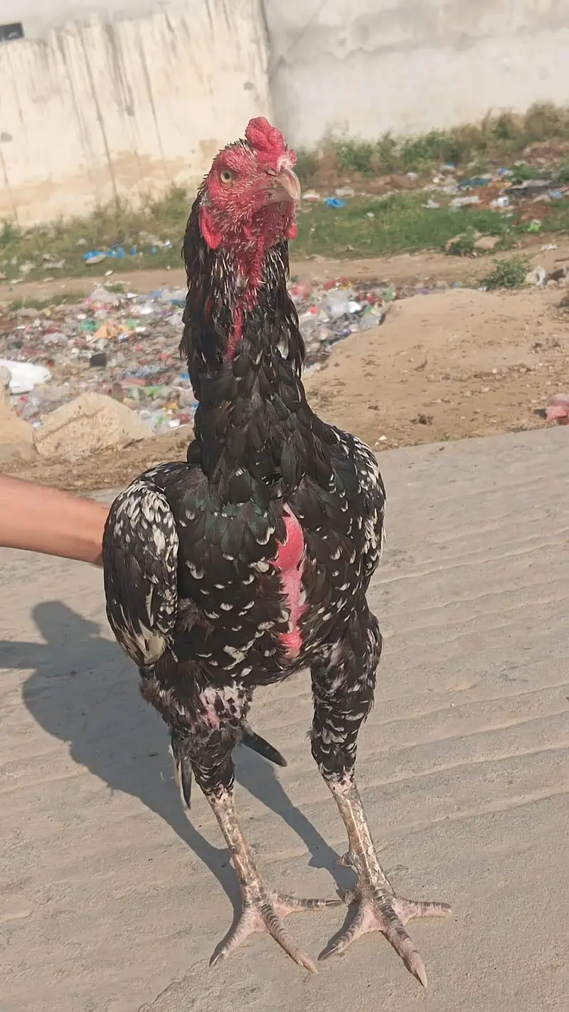 mianwali sindhi cross — photo 3